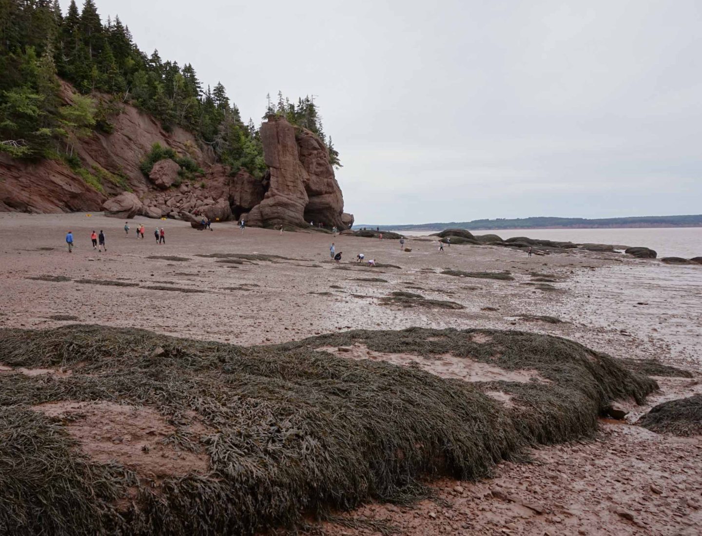 Bay of Fundy low tide