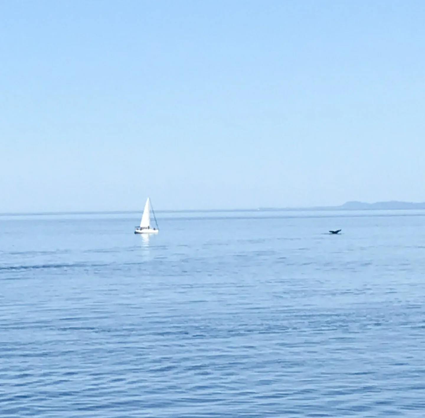 whale watching humpback 