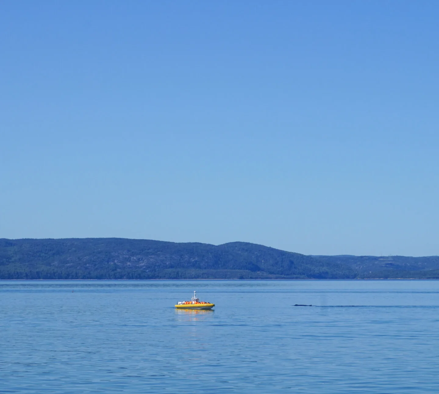 riviere du loup whale watching