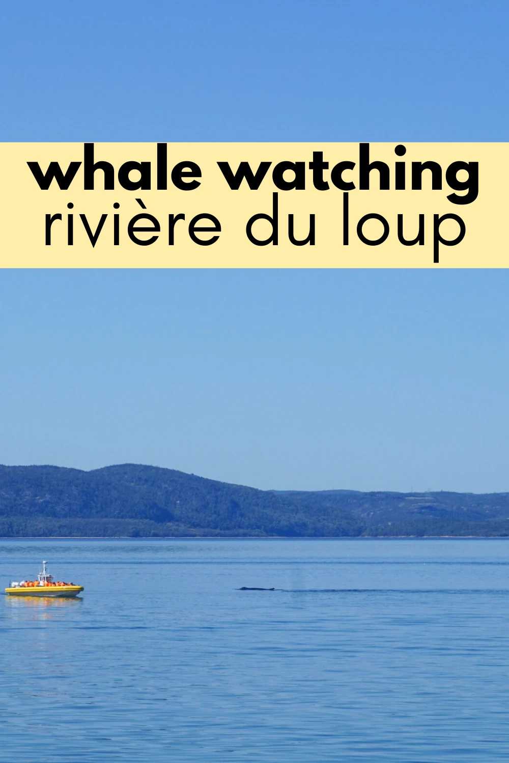 whale watching